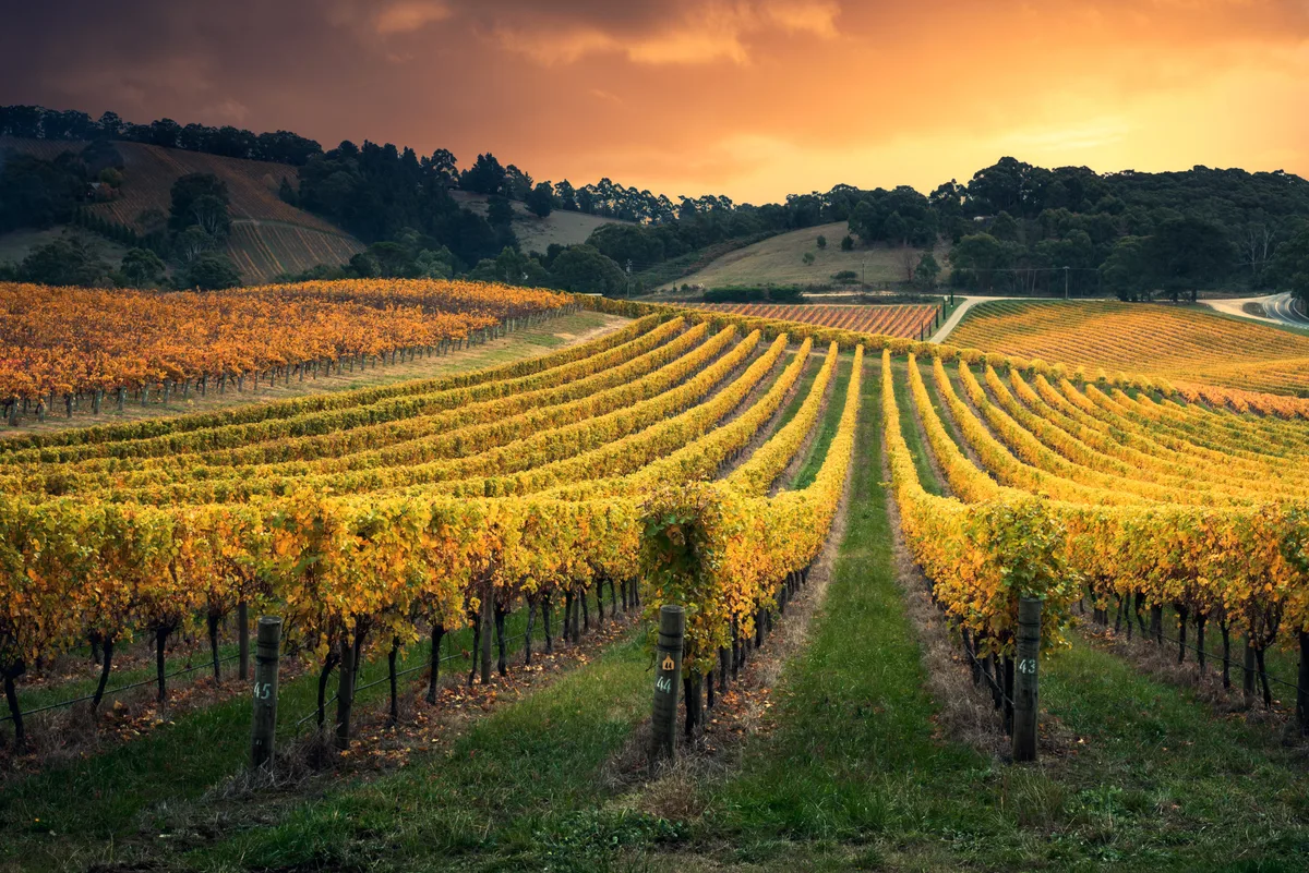 Barossa Valley