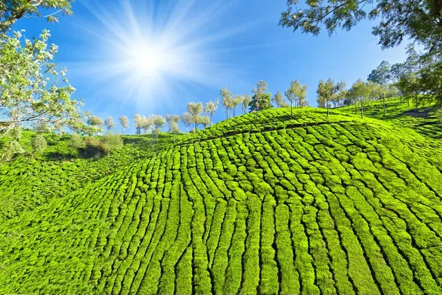 Darjeeling