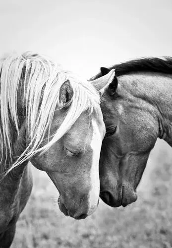 Horse Wall Art & Prints