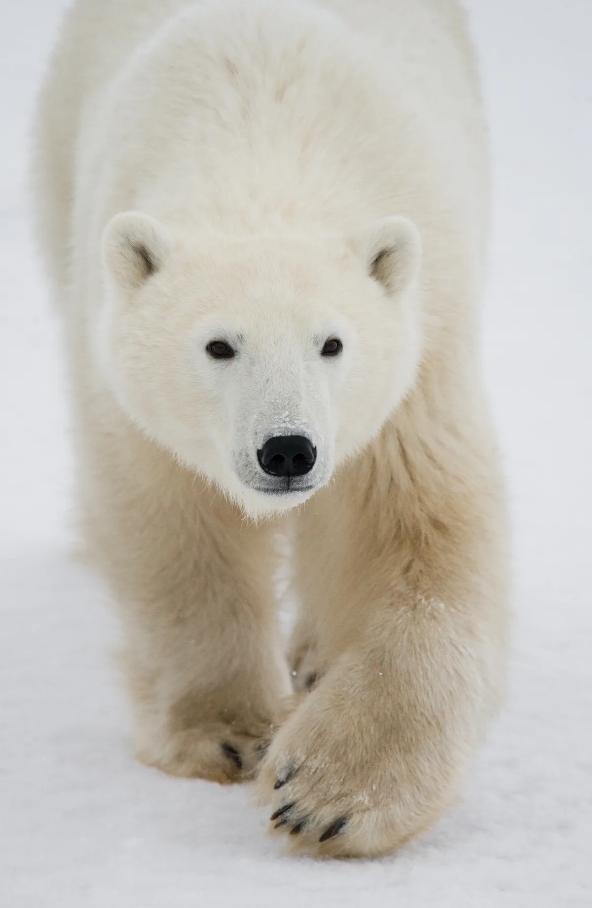 Bear