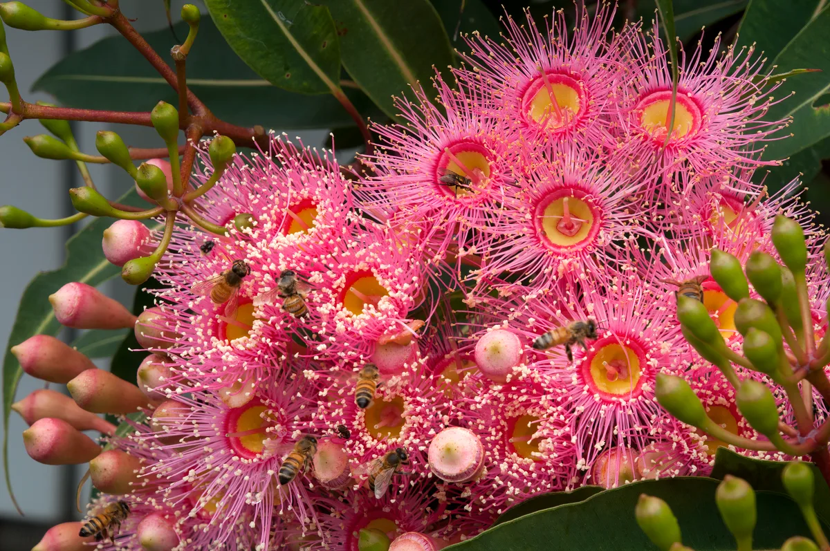 Floral Botanical Australia