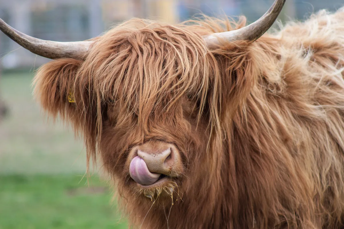 Highland Cow