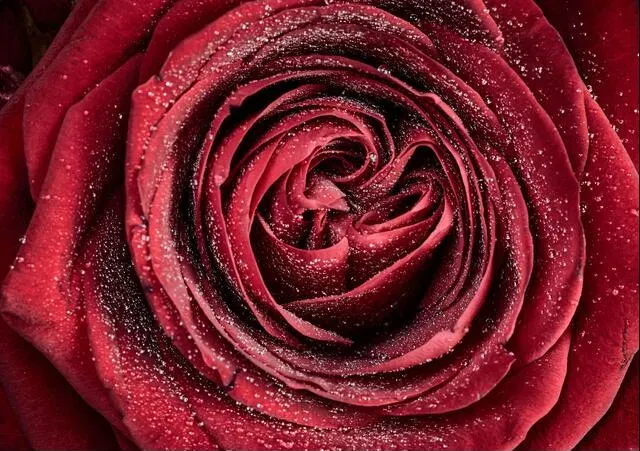 Floral Photography
