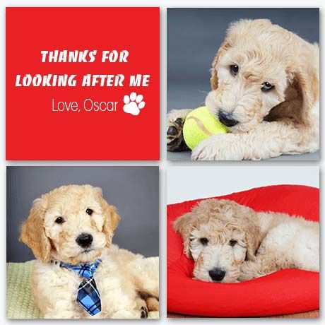 Personalised Gifts - Pet Wall Display