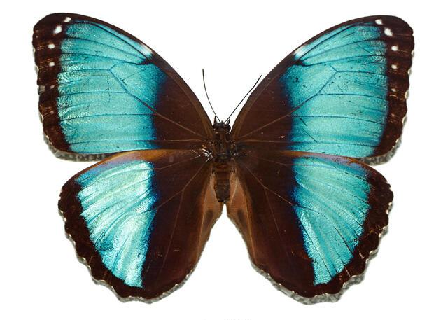 Thumbnail for original image