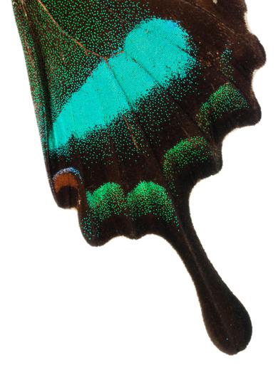 Thumbnail for original image