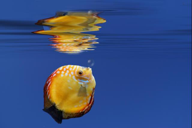 Thumbnail for original image