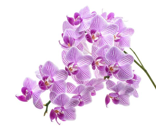 Thumbnail for original image