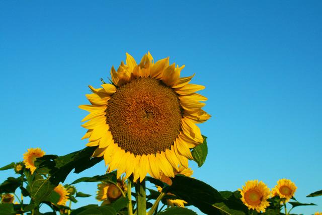 Thumbnail for original image