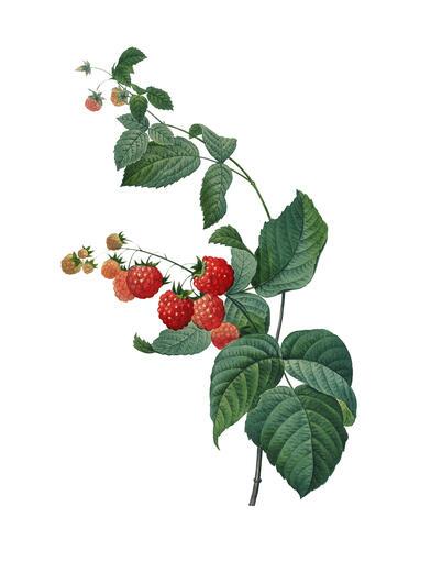 Thumbnail for original image