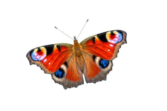 Thumbnail for original image
