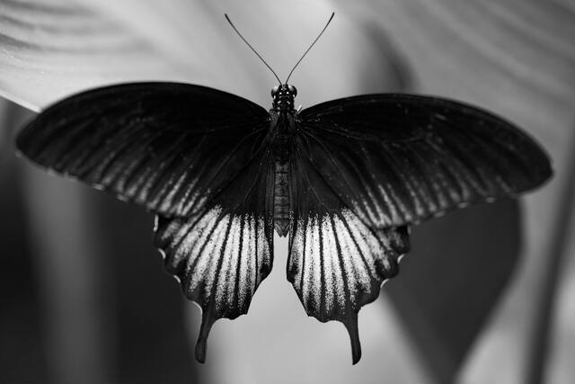 Thumbnail for original image