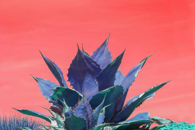 Thumbnail for original image