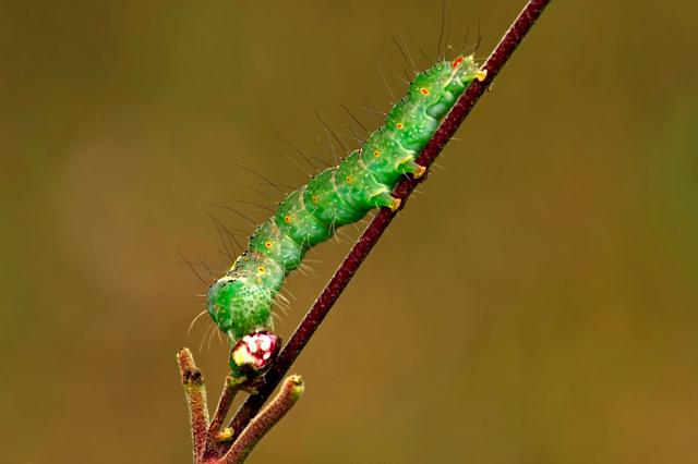 Thumbnail for original image