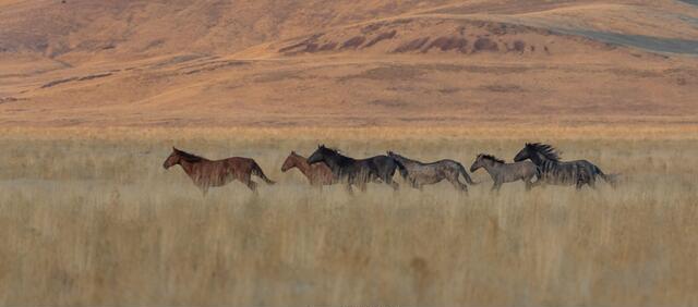 Thumbnail for original image