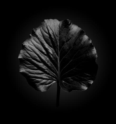 Thumbnail for original image