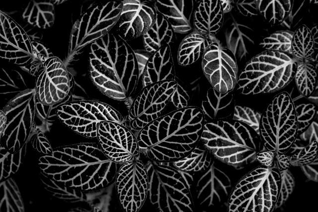 Thumbnail for original image
