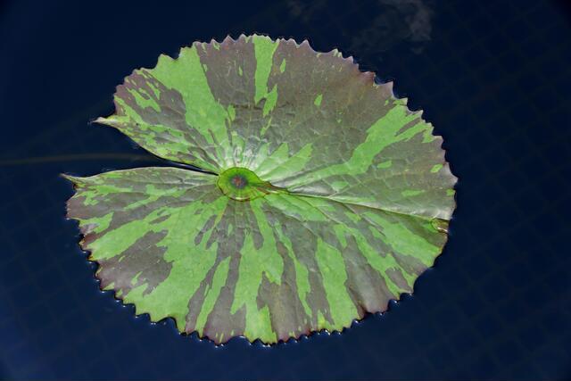 Thumbnail for original image