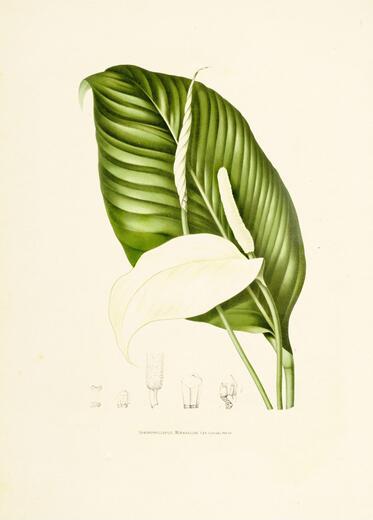 Thumbnail for original image