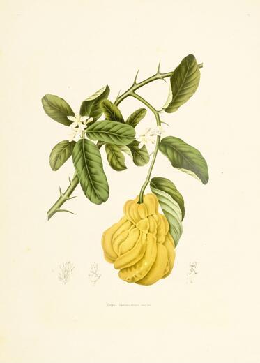 Thumbnail for original image