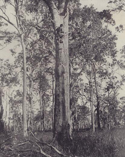 Thumbnail for original image