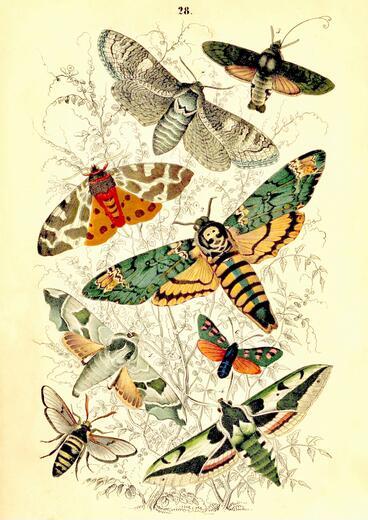 Thumbnail for original image