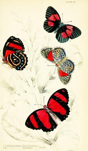 Thumbnail for original image