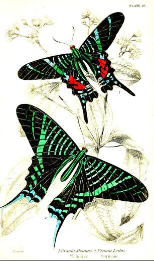 Thumbnail for original image