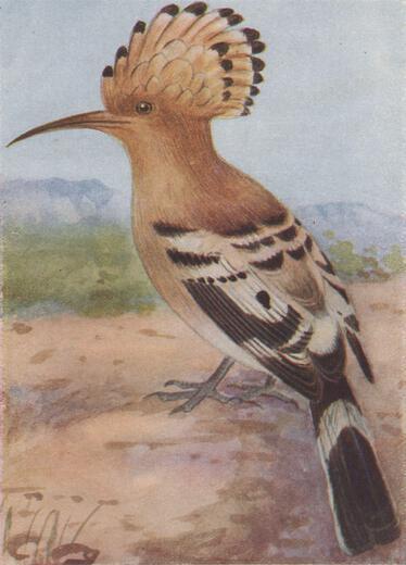 Thumbnail for original image