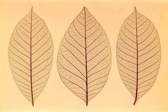 Thumbnail for original image