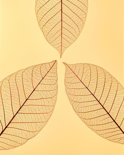 Thumbnail for original image
