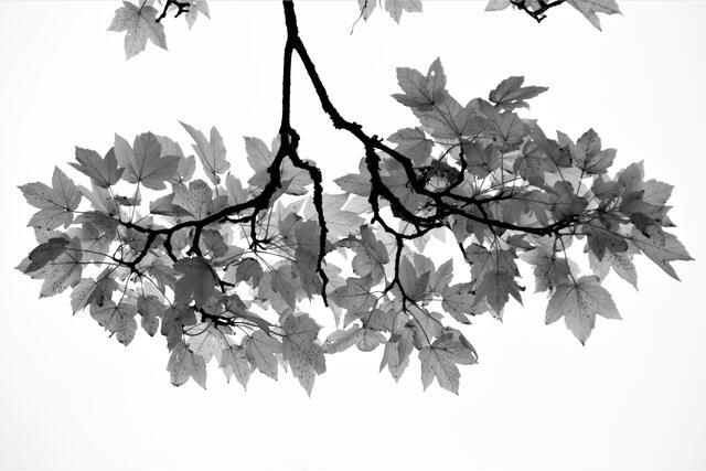 Thumbnail for original image