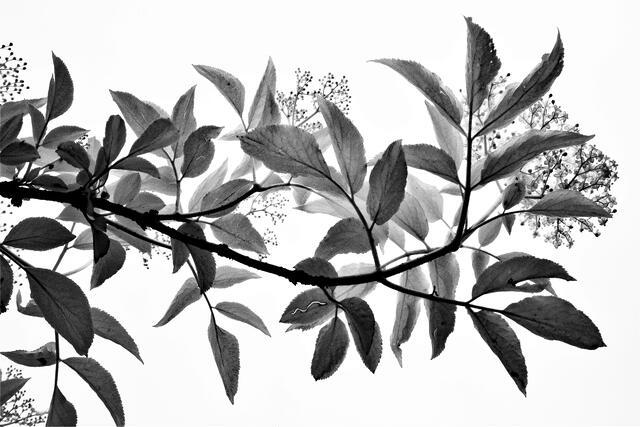 Thumbnail for original image