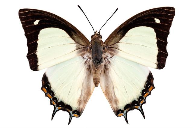 Thumbnail for original image