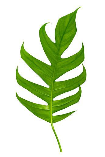 Thumbnail for original image