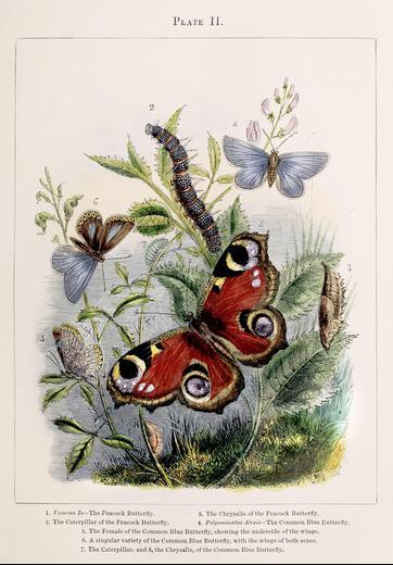 Thumbnail for original image