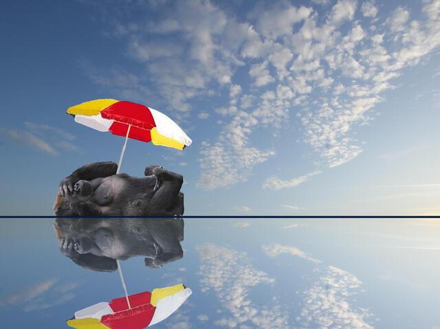 Thumbnail for original image