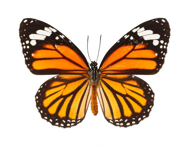 Thumbnail for original image